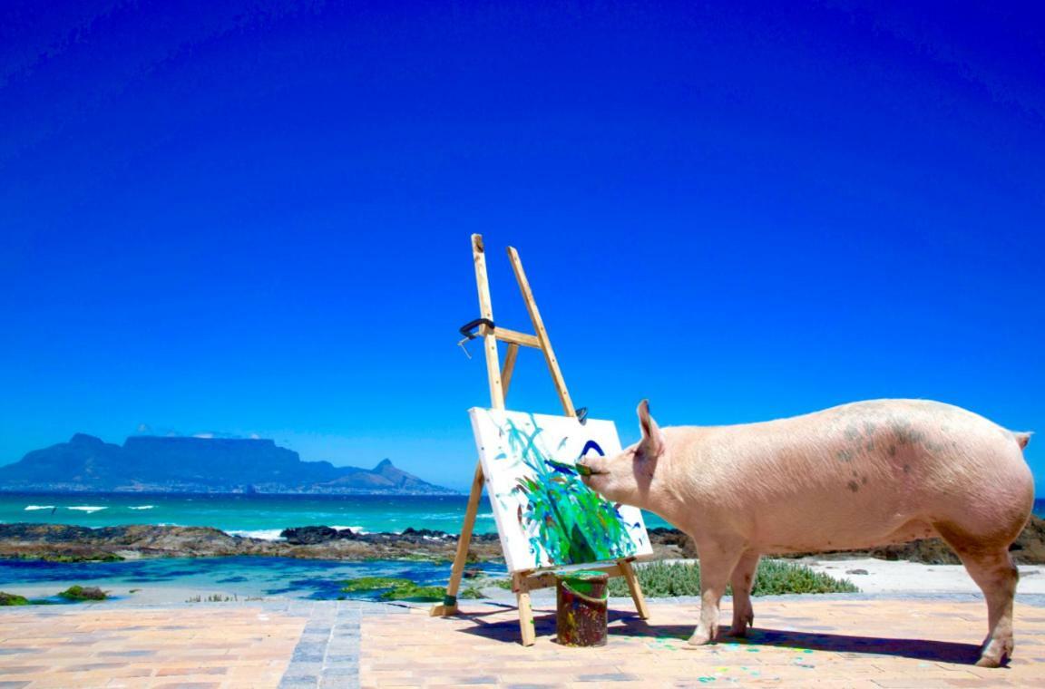 Hotel Inspiring Farm Sanctuary And Famous Painting Pig Franschhoek Zewnętrze zdjęcie
